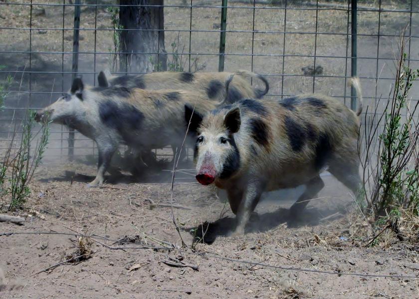 How Colorado Eliminated Feral Hogs Agweb