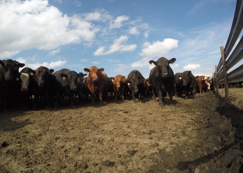Cattle markets saw weaker prices.