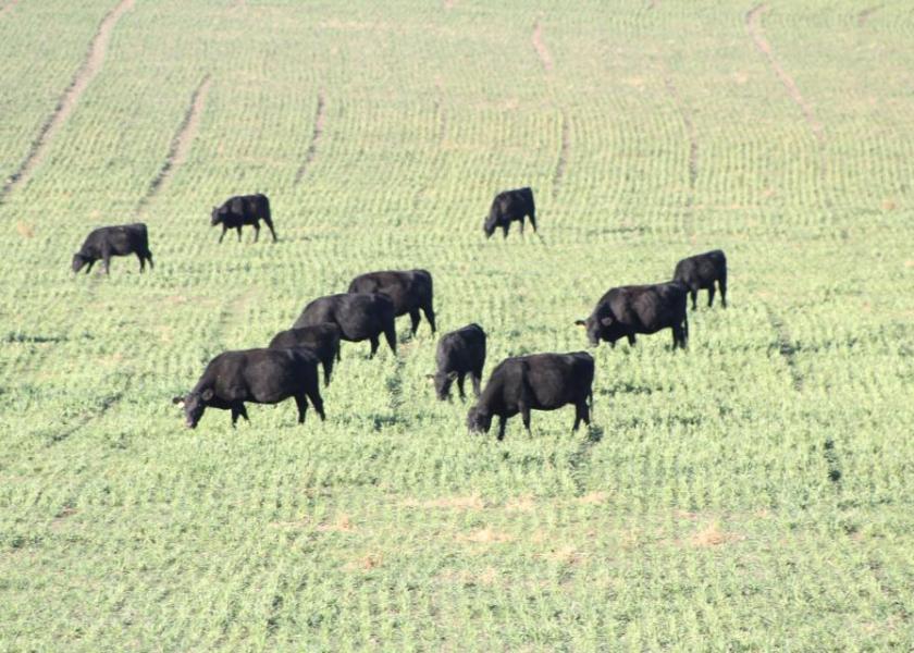 Glenn Selk: Breeding Cows And Heifers On Wheat Pasture