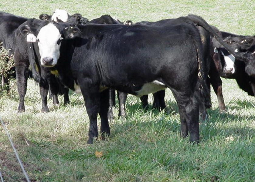 The fallout risk involved with feed¬ing natural cattle is substantial.