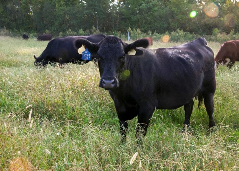 With the direct contact method, a susceptible animal becomes exposed through physical contact when the agent from an infected animal or the environment enters open wounds, mucous membranes, or the skin through blood, saliva, nose-to-nose, rubbing, or biting another animal.