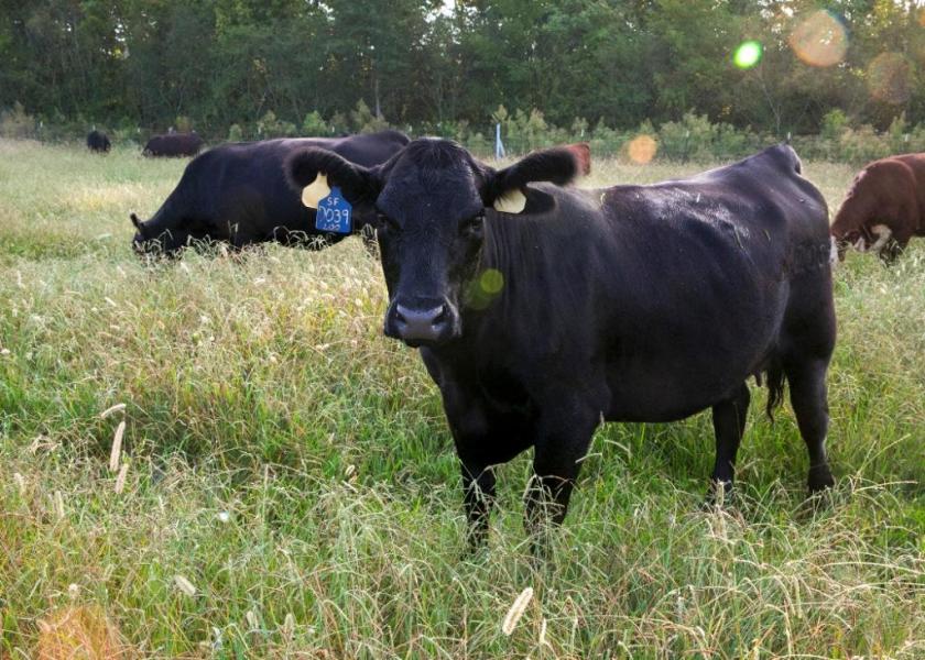 White Oak Pastures, a 3,200-acre multi-generational Georgia farm, says it offsets 100% of its grass-fed beef carbon emissions and as much as 85% of the farm’s total carbon emissions.