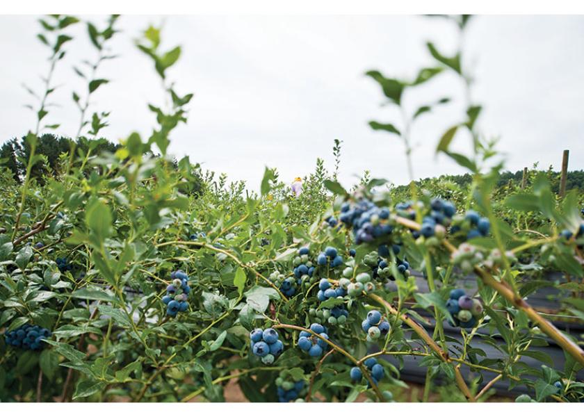 Marketers expect good season for Chilean blueberries The Packer