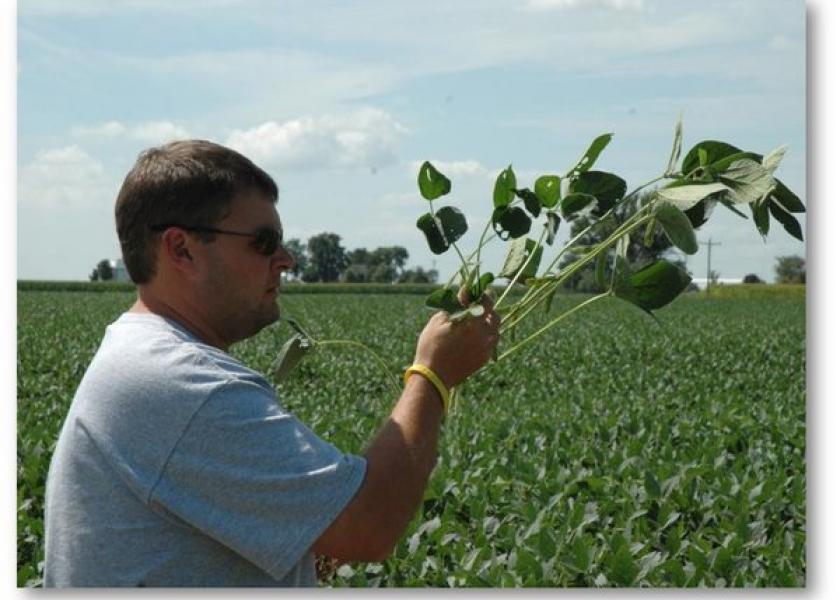 Pro Farmer Editor Brian Grete is seen here counting soybean pods during the 2017 Pro Farmer Midwest Crop Tour. Grete, in his 8th year as tour director, says USDA's August crop production forecast is "lofty".