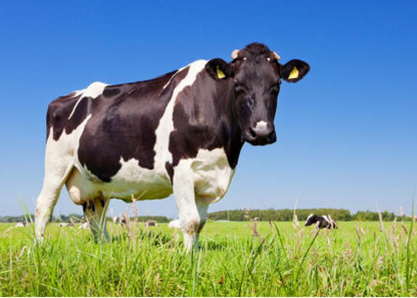 European_dairy_cow