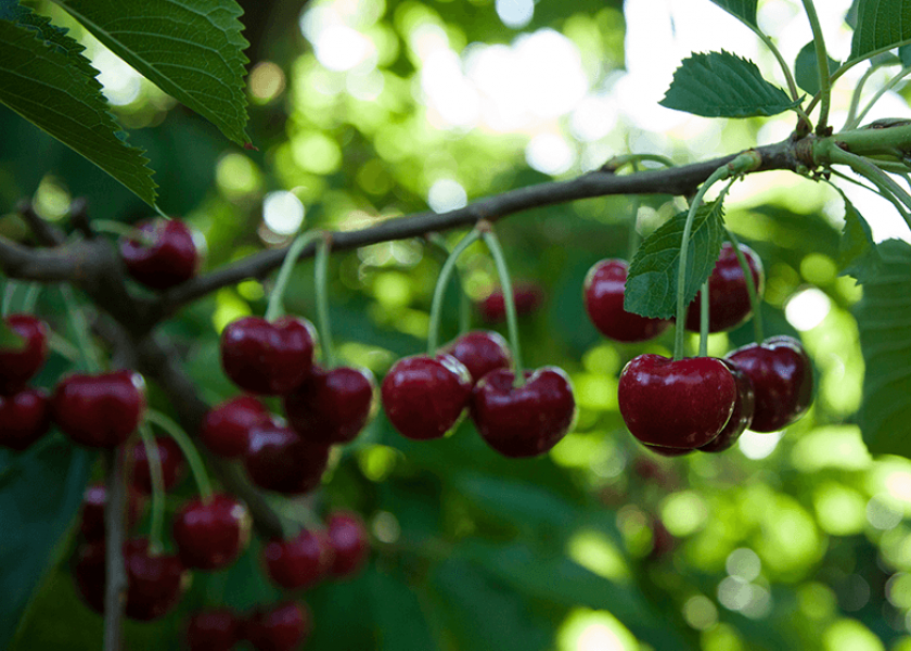 While there are numerous varieties of cherries, they are usually promoted as simply dark sweet or rainier.