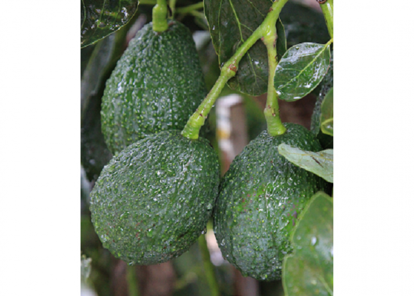 California Avocado Commission gearing up for season promos