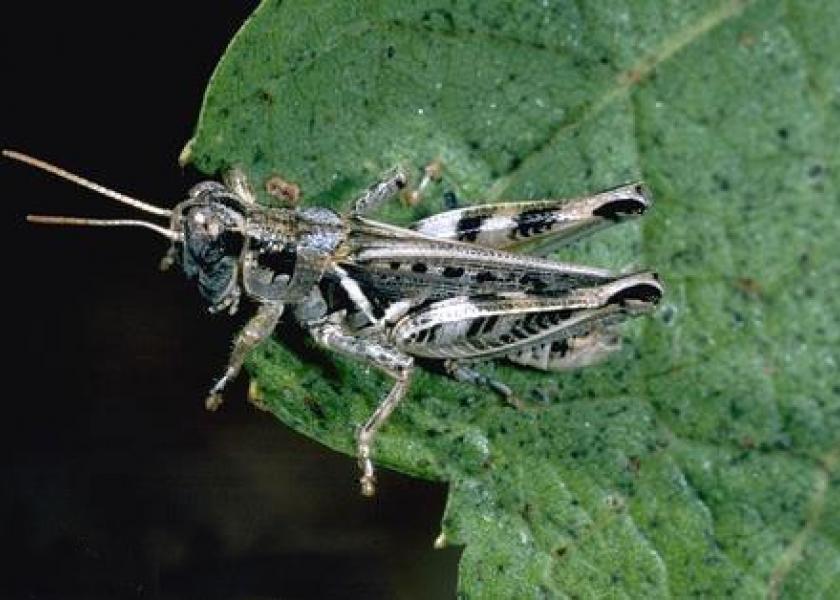 Melanoplus devastator grasshopper.