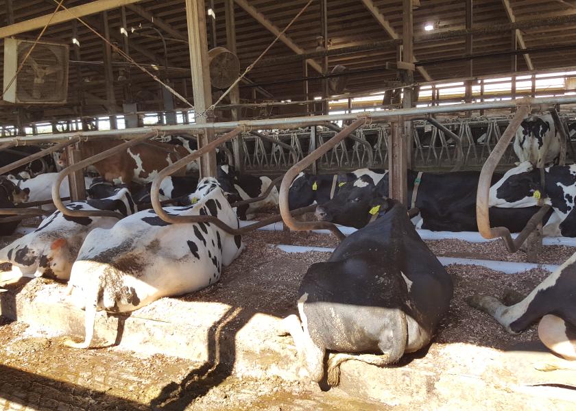 cow waterbeds for sale