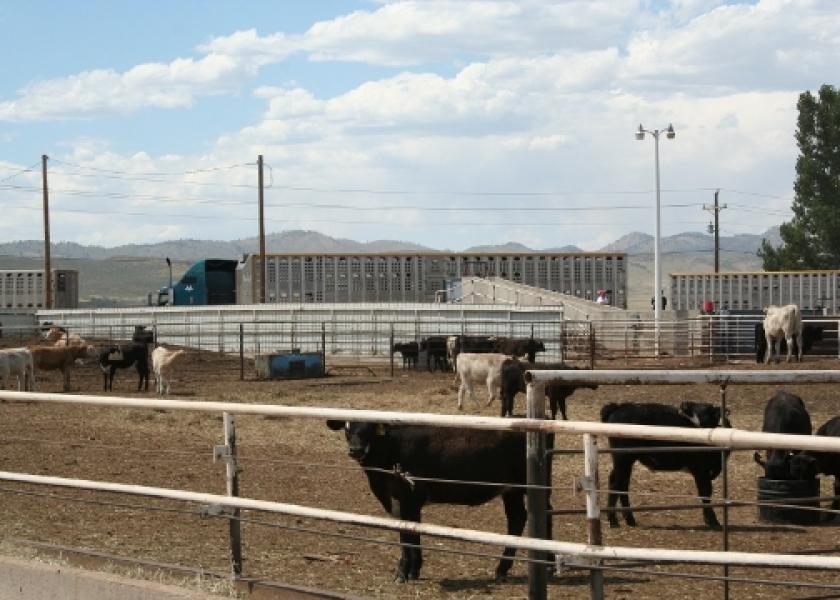 Dietary supplements could help calves remain healthy and hungry through the stressful weaning and receiving periods.
