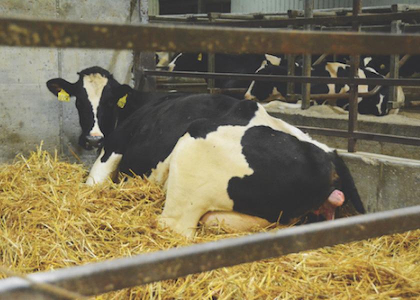This common metabolic disease can affect even the healthiest cow.