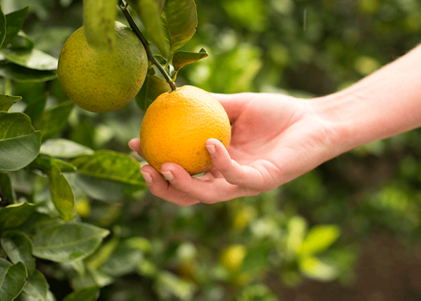 Lone Star Citrus names sales assistant | The Packer