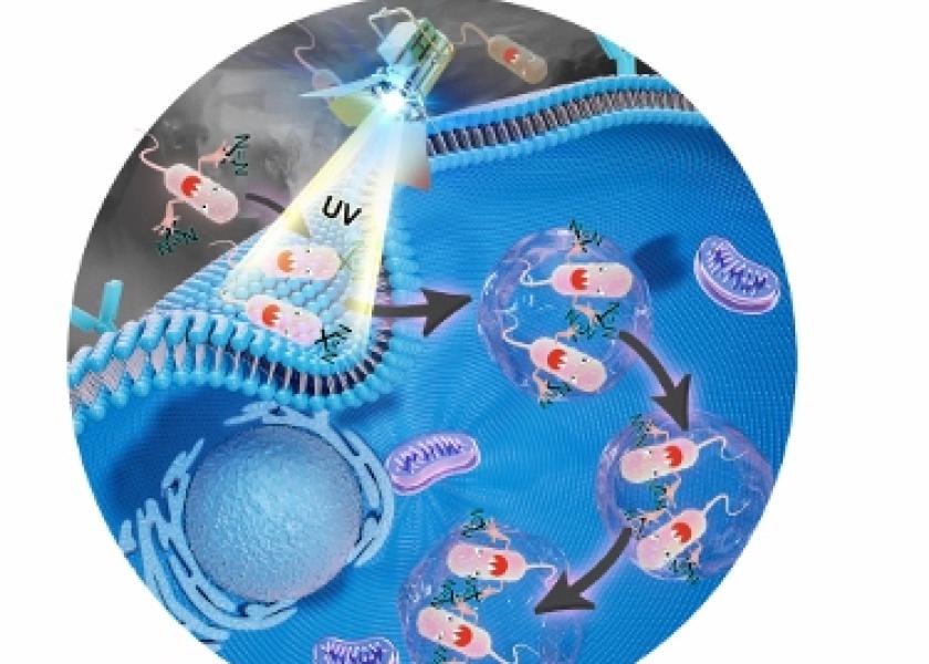 W. Andy Tao and colleagues have developed a method to implant a chemical label that acts like a GPS tracker into live salmonella bacteria. Once inside the bacteria, the probe can be captured at any given time, showing in real time the proteins interacting with the bacteria.