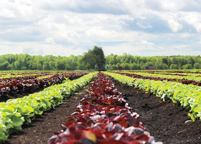 A field of lettuce grown for Vegpro International’s Attitude Fraiche Gourmet Duo packs.