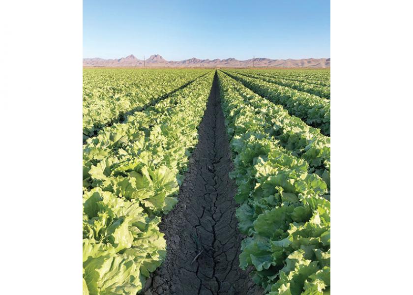 Salinas, Calif.-based Coastline Family Farms started its iceberg lettuce deal in Yuma, Ariz., the first week of November, but other commodities will finish in Salinas between Nov. 21 and 25 and start in the Brawley, Calif., area probably the week after Thanksgiving, says salesman Mark McBride.