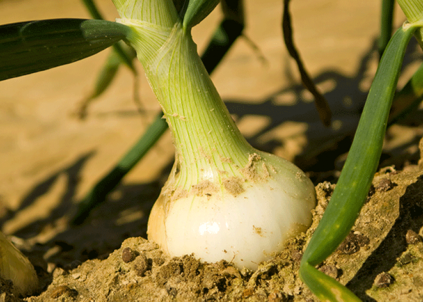 The Georgia Department of Agriculture has set April 20 as the official pack date for Vidalia onions.