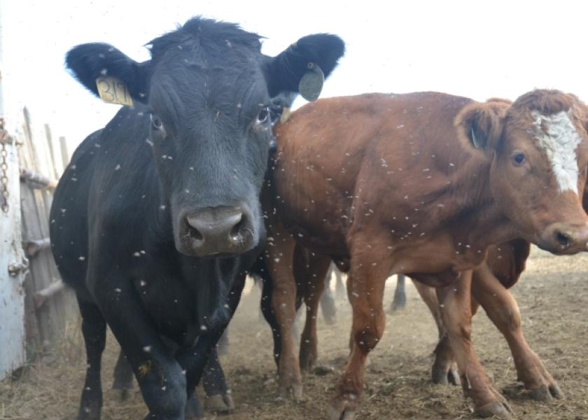 Flies hovering around several cattle in a pen.