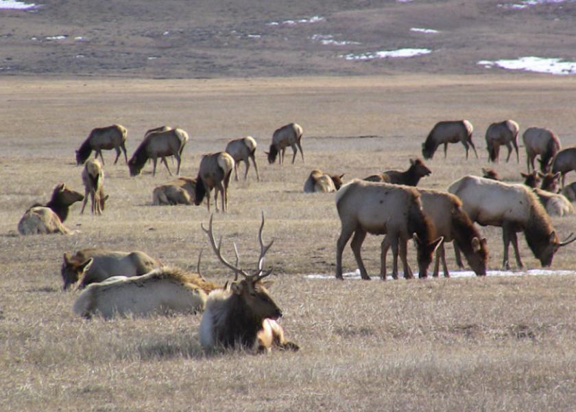 Elk herd in Yellowstone