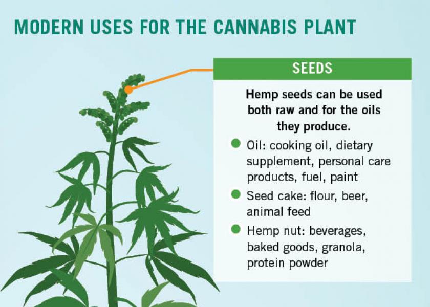 Modern Uses for the Cannabis Plant