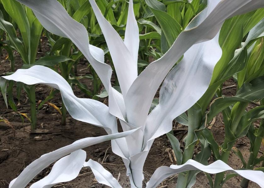 Spray Paint and Watch Corn Grow Ag