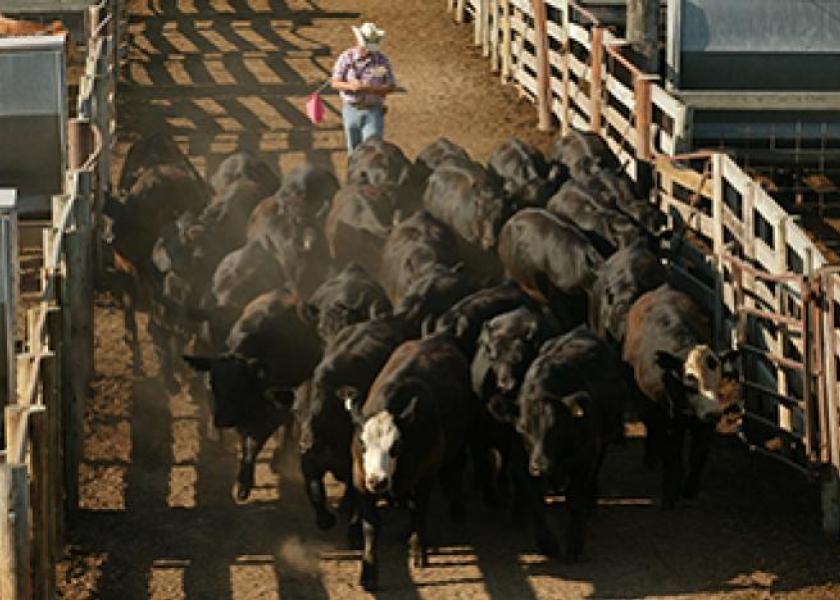 Cattle sorting