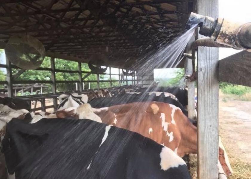 Run sprinklers about one minute—just enough to wet the cows. Shut off for five to 20 minutes to allow cows to dry and cool.