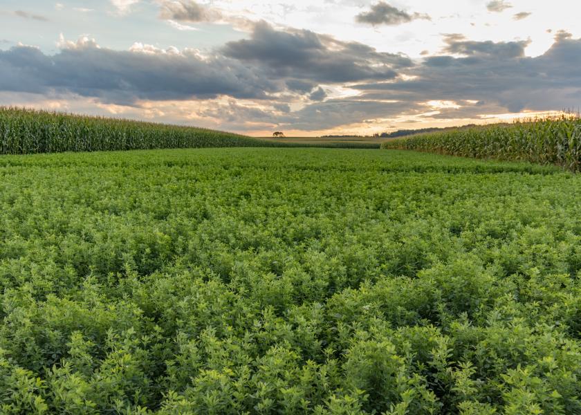 How to Price Standing Hay Dairy Herd