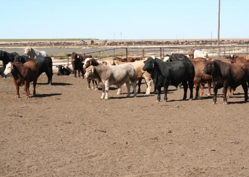 Mexican imported cattle