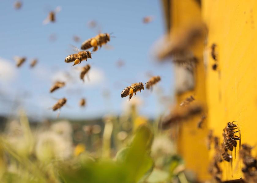 Missouri tiene más de 450 especies de abejas.