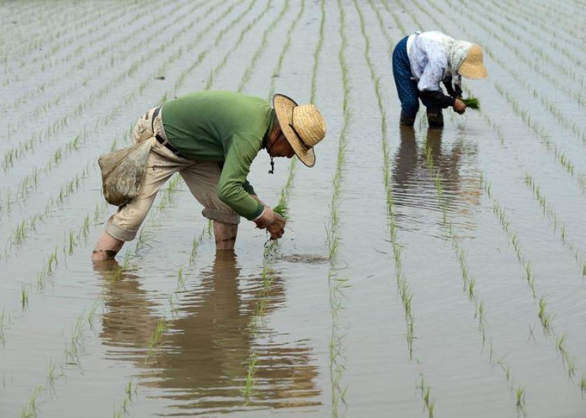 Japan_Rice_Planting