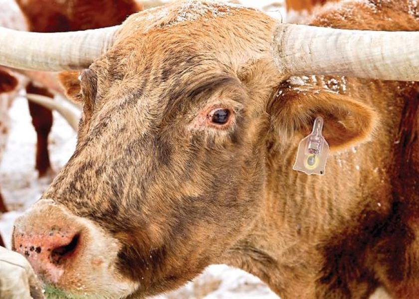 A longhorn herd is part of a beta testing program of a 'Fitbit' like chip tagged to the cattle's ear and transmits bio-data through a smart phone app.
