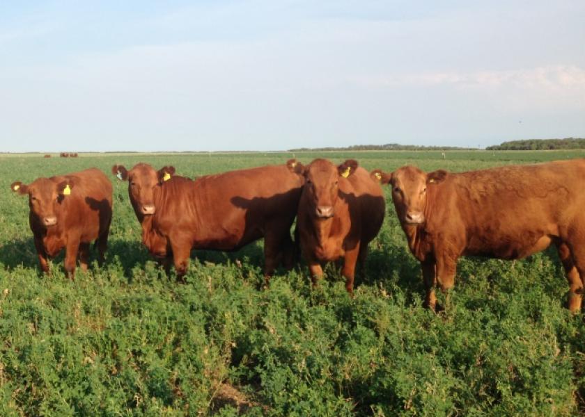 Mushrush_Argentina_Heifers