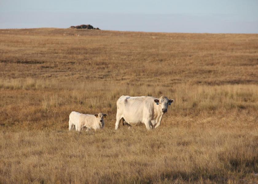 Drought is not a new issue to cow-calf producers, but many factors make this year unique. Kansas State will host a webinar to help producers weigh options on May 19.