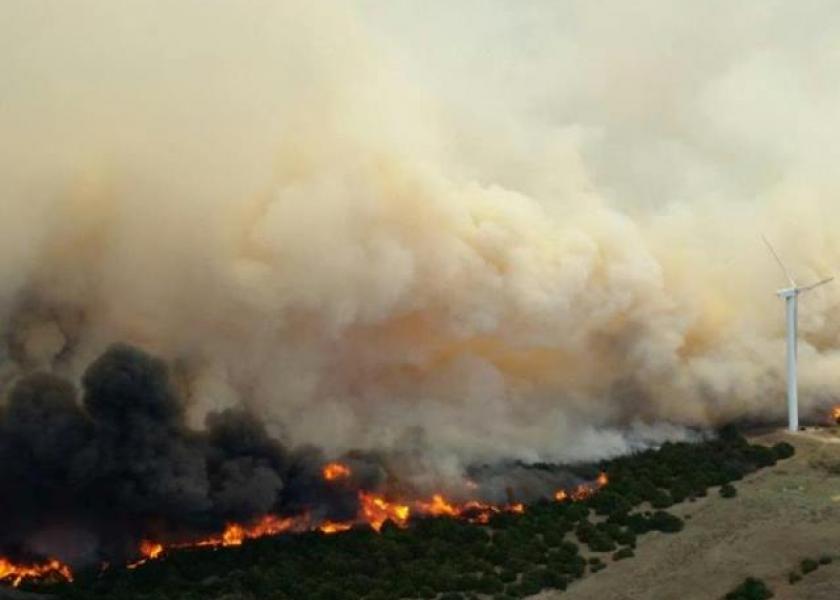 Wildfires put animals as well as people at risk.
