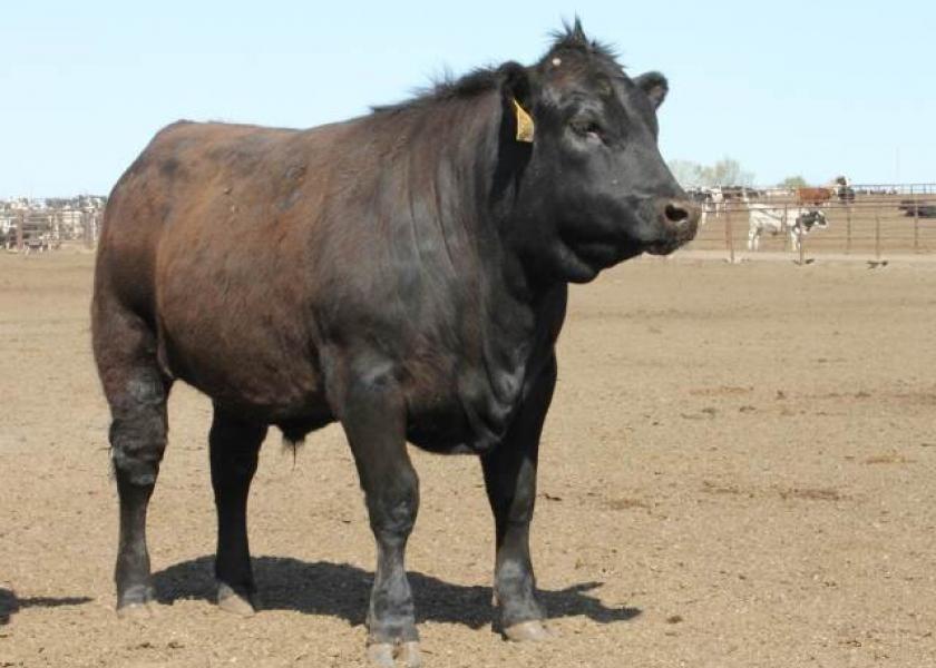 cattle jersey bulls