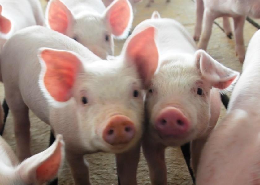 Cash-traded weaner pig reported volume was below average this past week, with 30,149 head reported. Cash weaner pig reported prices were $66.85, down $0.88 per head from last week.