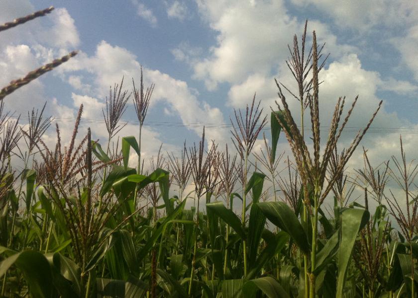 Pioneer_-_corn_field