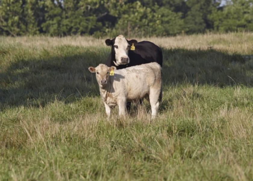 Cattle Chat: Preparation helps calves adjust to weaning, feedlot