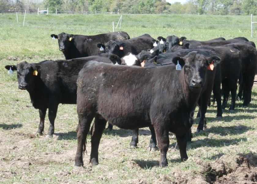 While there are benefits to feeding monensin to beef cows, how might the use of monensin for developing replacement heifers benefit your operation?