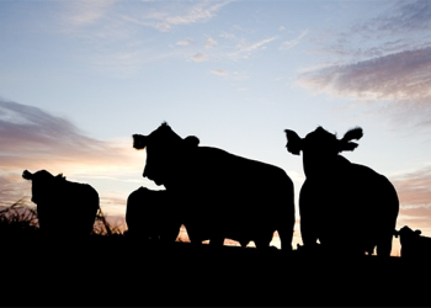 Cattle fed at dusk or later tends to result in more daytime births when calving season begins. Research indicates that to achieve that benefit, the feeding practice should be started at least one month prior to calving season.