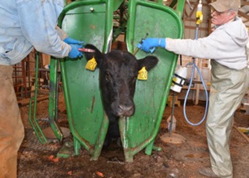 Even experienced producers can inadvertently overlook crucial principles during the preparation and administration of vaccines and other animal health products. Here's a few considerations to note.