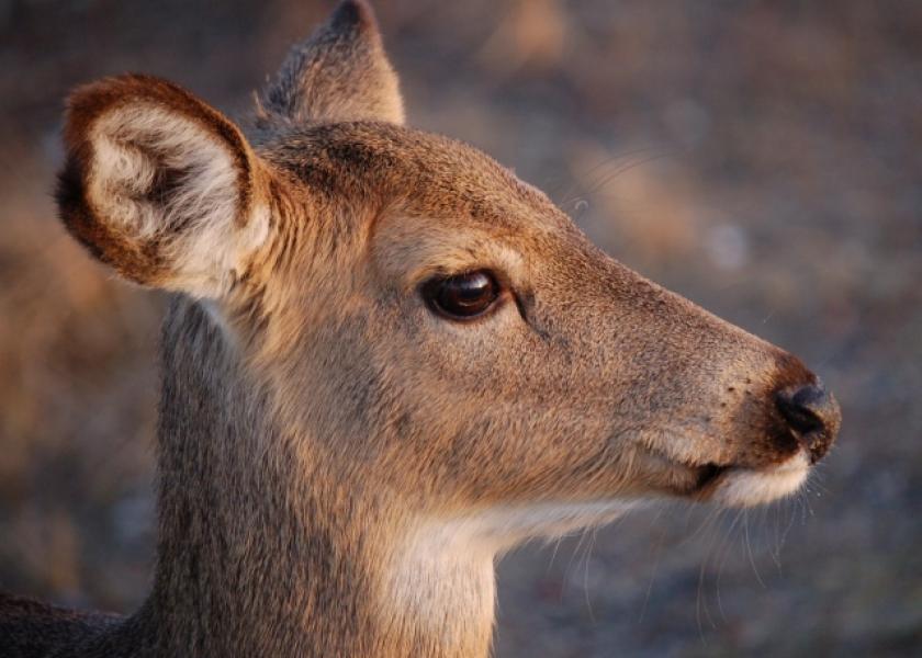 New study indicates captive Texas deer can contract, likely transmit SARS-CoV-2 virus to each other.