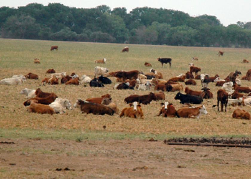 cattle drought 3