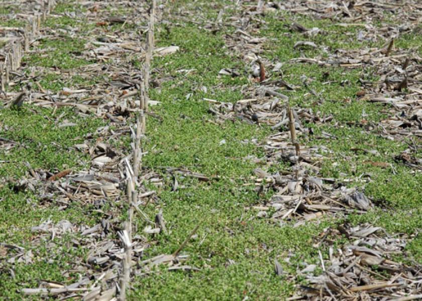 Weeds can thrive even in cooler soils.