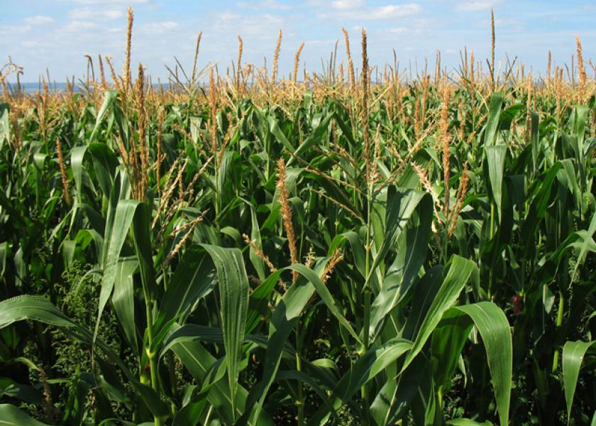 INTL FCStone Sees U.S. 2017 Corn Crop at 13.590 Billion Bushels