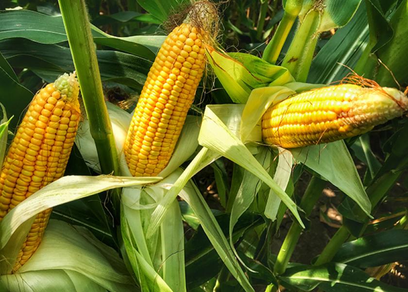 Crop Conditions Decline, Corn Maturity Delayed