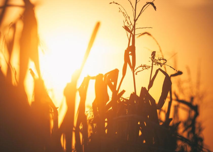 Just a day after USDA released the July WASDE report, which showed a shocking drop in all-wheat production and yield, the July corn contract traded 80 cents higher mid-day Tuesday. Analysts weigh in on the reason.