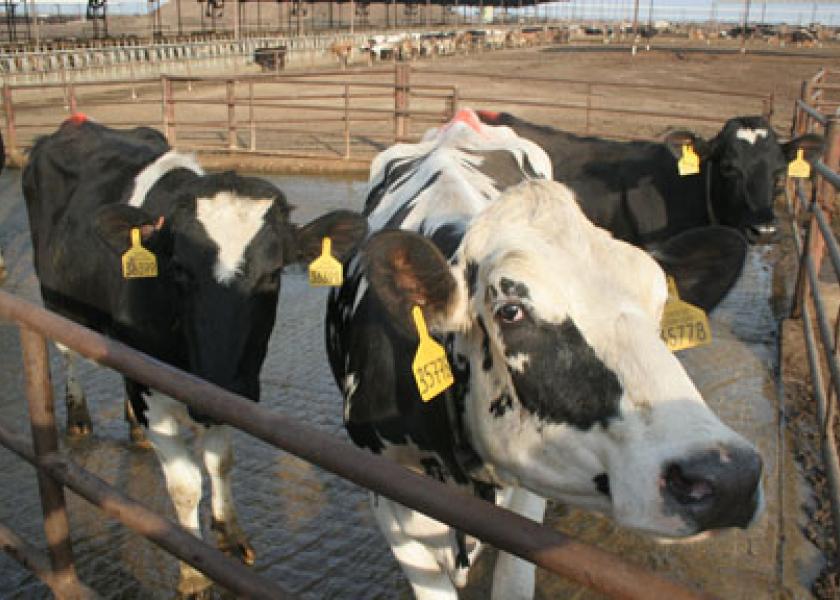 cows in corral