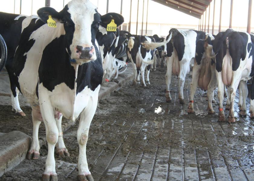 Management is Key to Successful Overstocking | Dairy Herd