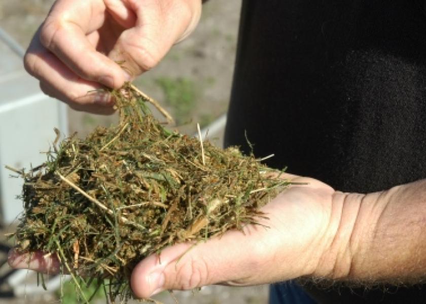 Double Crop Forage Options | Dairy Herd